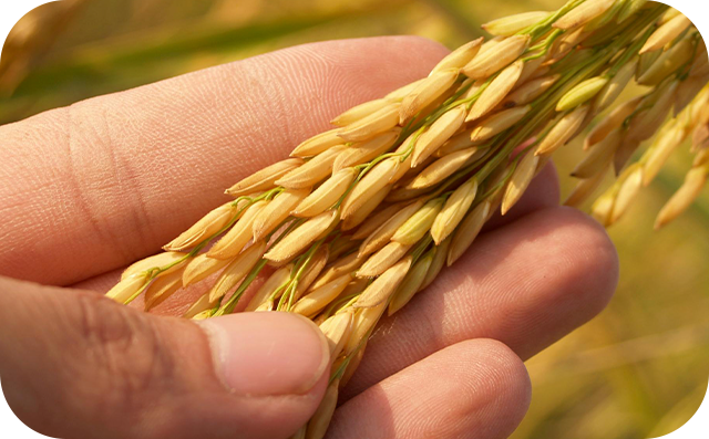 Imagem Agribusiness
